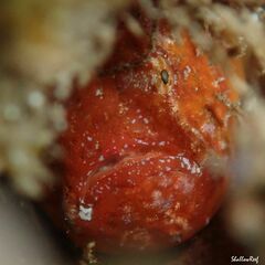 Antennatus tuberosus