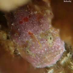 Antennatus tuberosus