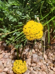 Oreoxis alpina