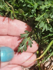Oreoxis alpina