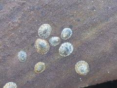 Cellana tramoserica