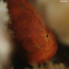 Antennatus tuberosus