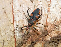 Havinthus rufovarius