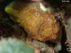 Antennatus tuberosus