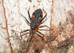 Havinthus rufovarius