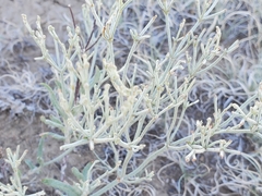 Eriogonum effusum