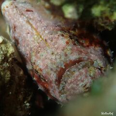Antennatus tuberosus