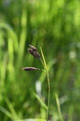 Carex aterrima