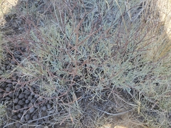 Eriogonum effusum
