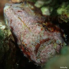 Antennatus tuberosus