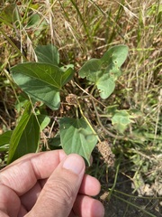 Calystegia atriplicifolia