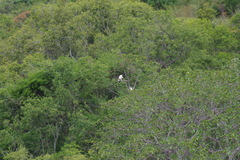 Propithecus verreauxi