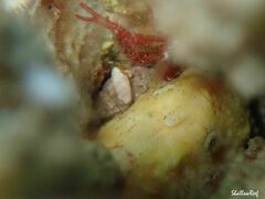 Antennatus tuberosus