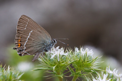 Satyrium spini