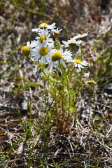 Tripleurospermum hookeri