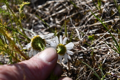 Tripleurospermum hookeri