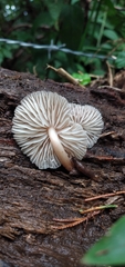 Collybiopsis neotropica