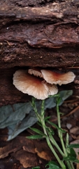 Collybiopsis neotropica