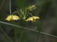 Lysimachia quadriflora