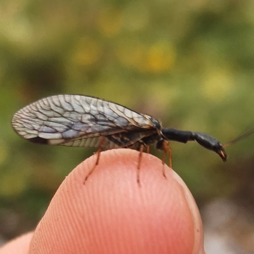 Phaeostigma majus