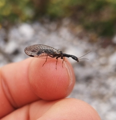 Phaeostigma