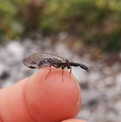 Phaeostigma