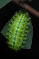 Quasithosea obliquistriga