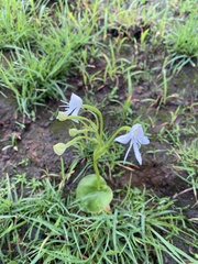Habenaria grandifloriformis