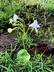 Habenaria grandifloriformis