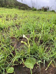 Habenaria grandifloriformis