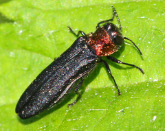 Agrilus ruficollis