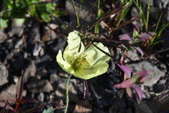 Papaver pulvinatum
