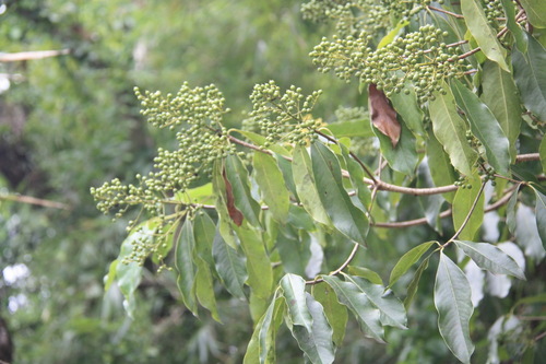 Golden-fragrance (Pittosporum napaulense)