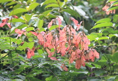 Pterolobium macropterum