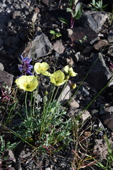 Papaver pulvinatum