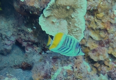 Chaetodon mertensii