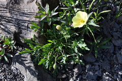 Papaver angustifolium
