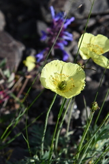 Papaver pulvinatum