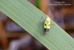 Nephotettix nigropictus