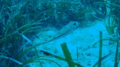 Torquigener flavimaculosus