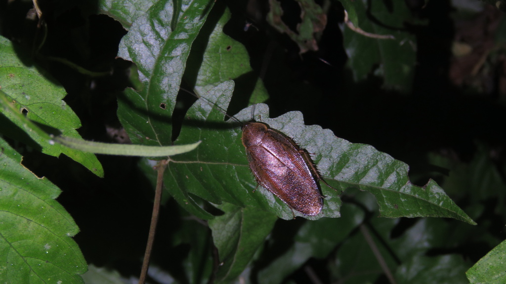 Rhabdoblatta humeralis