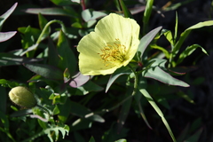 Papaver angustifolium
