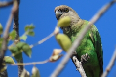 Poicephalus cryptoxanthus cryptoxanthus