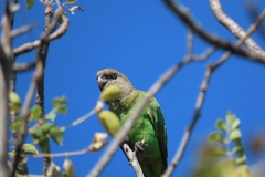 Poicephalus cryptoxanthus cryptoxanthus