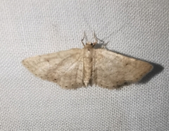 Idaea elongaria