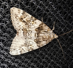 Catocala promissa