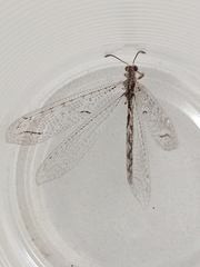 Nemoleontini
