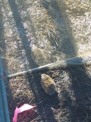 Lemmus trimucronatus