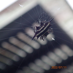Gasteracantha doriae
