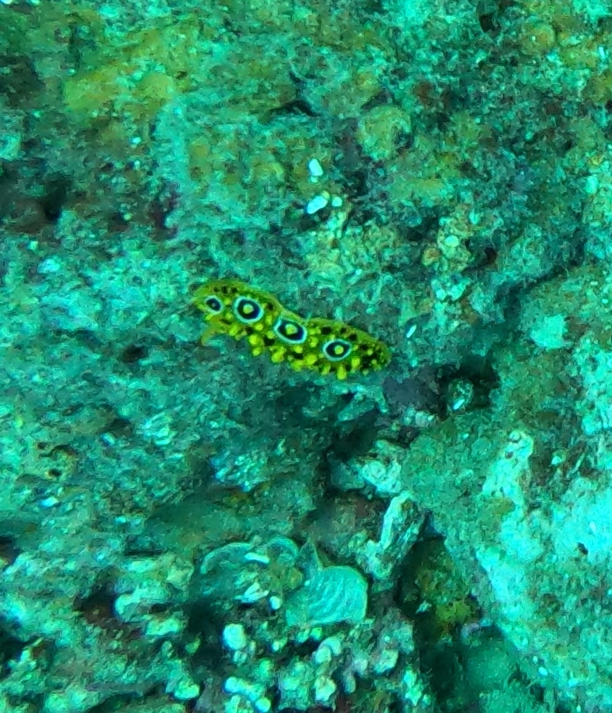 Ocellated Wart Slug